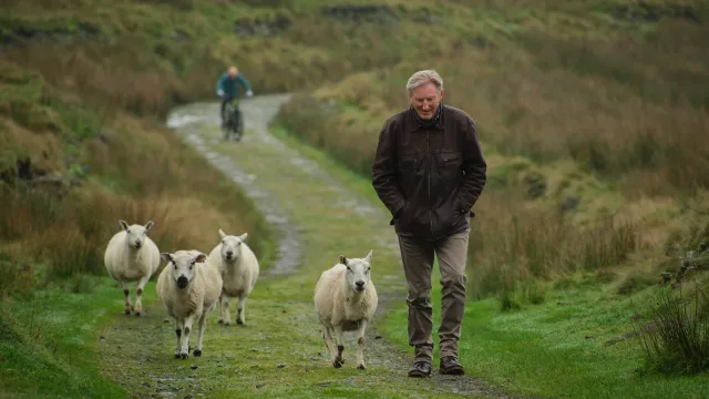 Een oude man loopt in een groen landschap met schapen