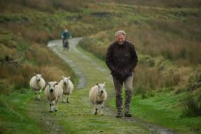 Een oude man loopt in een groen landschap met schapen