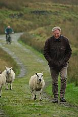 Een oude man loopt in een groen landschap met schapen